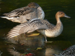 オナガガモ♀