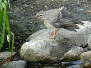 カワラヒワ