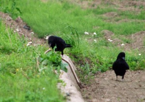 アオダイショウを食べるカラス