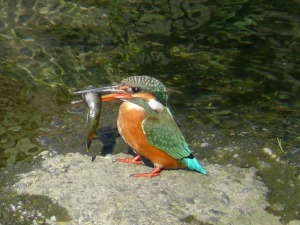 魚を捕食