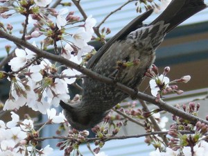 桜の花