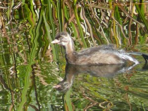 カイツブリ幼鳥