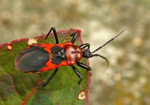 アカシマサシガメ