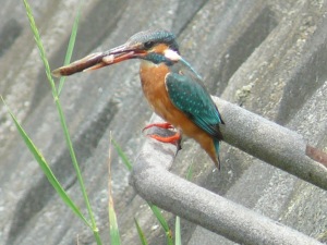 カワセミ（魚）