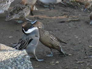 オナガガモ雌雄