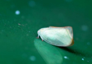アオバハゴロモ（成虫）