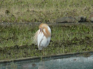 アマサギ