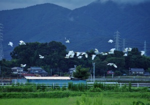 飛ぶサギの群れ