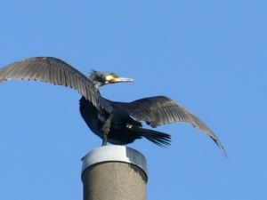 カワウ