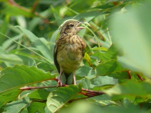 ホオジロ幼鳥
