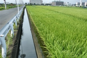 採集地の様子