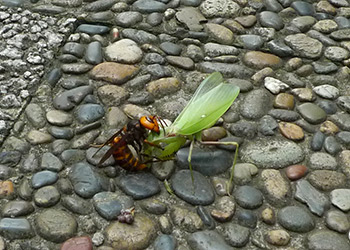 カマキリを捕らえたキイロスズメバチ