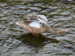 ハシビロガモ♀