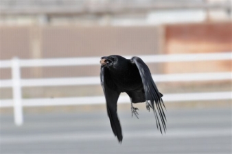 持って飛ぶ