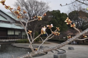 タマナワザクラ