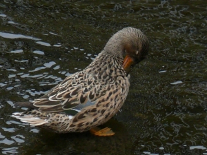 ハシビロガモ♀