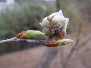 イヌシデの虫こぶ