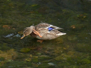 マガモ♀